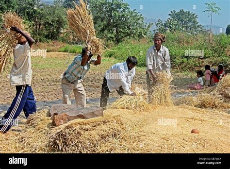 Harvesting Paddypaddy Processing After Taken From Field Threshing