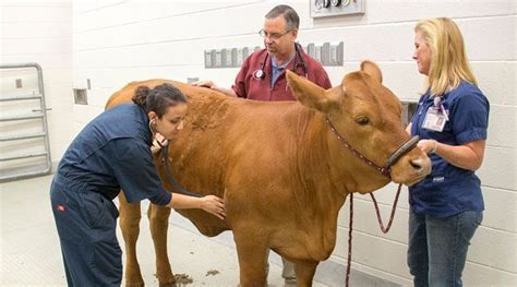 A Livestock Veterinarian Livestock Info