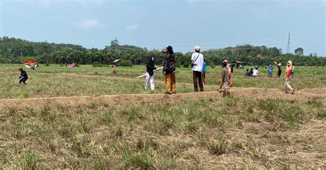 Petani Padi Gagal Panen Hektar Sawah Kekeringan Berikut Harapan