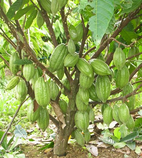 Pelita Petani Phytoptera Palmivora Penyebab Busuk Buah Dan Kanker