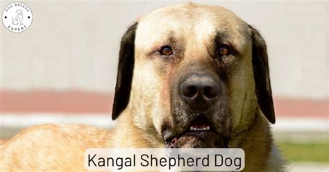 Kangal Shepherd Dog - Also Anatolian Shepherd. A Breed For You?