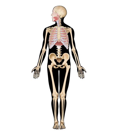 Human respiratory system | Description, Parts, Function, & Facts ...