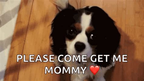 Puppy Eyes GIF - Puppy Eyes Dog - Discover & Share GIFs