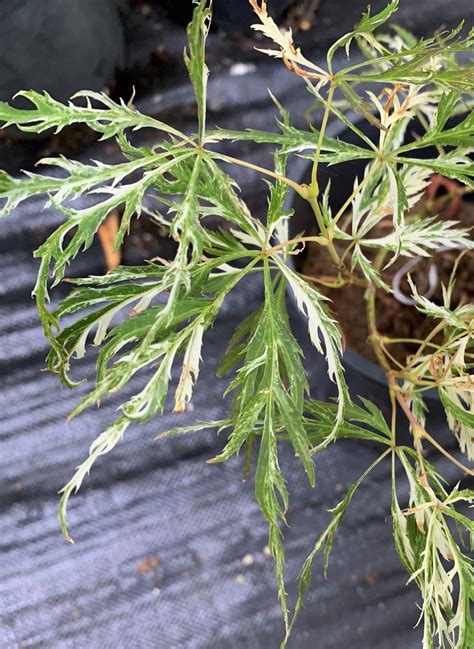 Acer Palmatum Dissectum Goshiki Shidare Cutleaf Japanese Maple Kigi Nursery