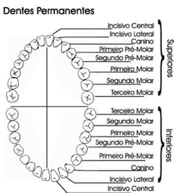 Nome Dentes Da Frente - odontodores e sabores: Nomes de dentes e desenvolvimento dental