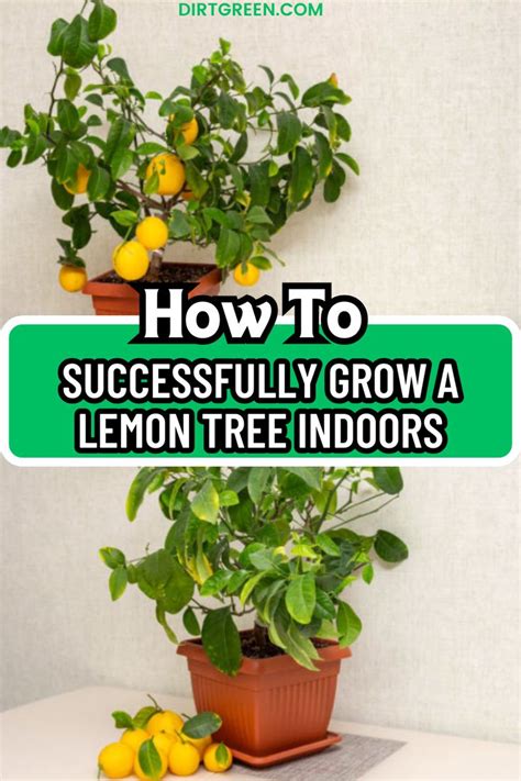 How To Successfully Grow A Lemon Tree Indoors In 2024 Growing Lemon