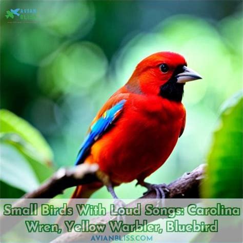 Small Birds With Loud Songs: Carolina Wren, Yellow Warbler, Bluebird