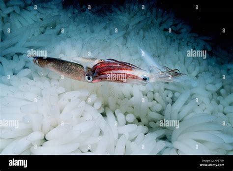 Market Squid Loligo Opalescens Mating Stock Photo Alamy