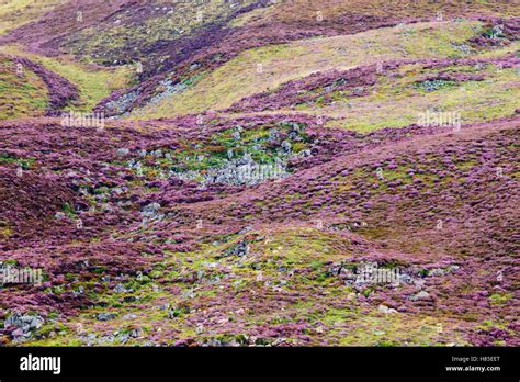 Heather Calluna Vulgaris Flowering In Moorland Scottish Highlands