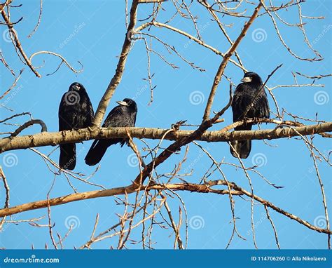 Birds Rooks Sitting On A Tree Branch Stock Photo Image Of Tree