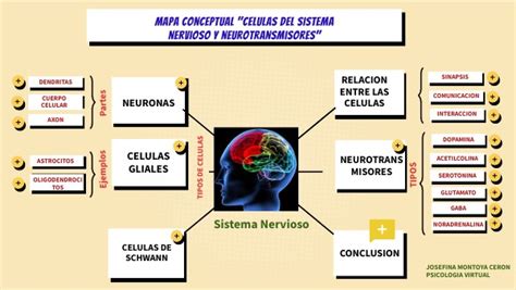 Mapa Conceptual C Lulas Del Sistema Nervioso Y Neurotransmisores