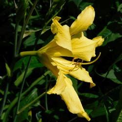 Daylily Hemerocallis Itsy Bitsy Spider In The Daylilies Database