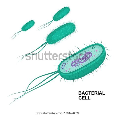 Diplococci Bacteria Royalty-Free Images, Stock Photos & Pictures ...