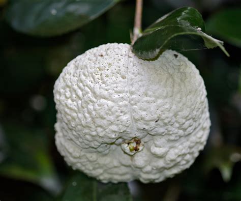 Camellia problems: 5 issues and how to remedy them | Homes and Gardens