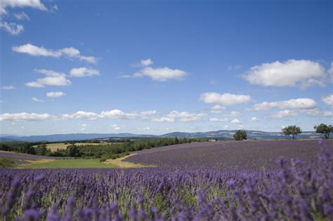 Lavande de Provence - Alpes de Haute Provence Tourisme