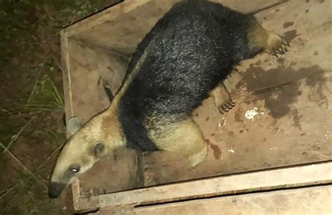 Bombeiros capturam tamanduá mirim em Juína Só Notícias