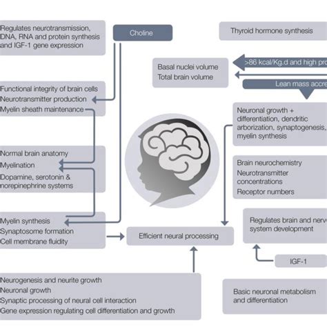 Nutrients Needed For Normal Brain Development Download Scientific