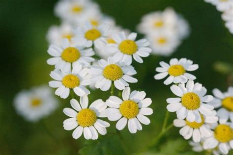 La Grande Camomille Tanacetum Parthenium Fleurs Fleurs Anciennes