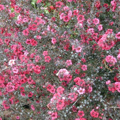 LEPTOSPERMUM scoparium (Manuka) - Leptospermum (Tea-Tree) – Australian Seed