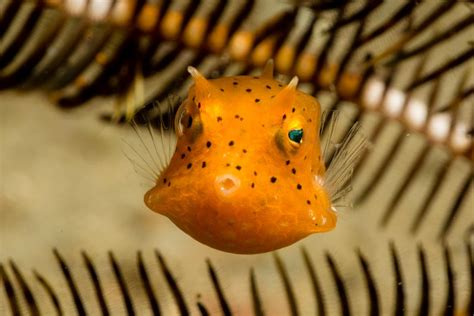 Juvenile Cowfish at K41, East Timor with Aquatica Dive Resort by Goni ...