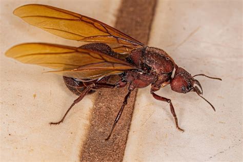 Hembra Adulta De Hormiga Reina Cortadora De Hojas Atta Alada Foto Premium