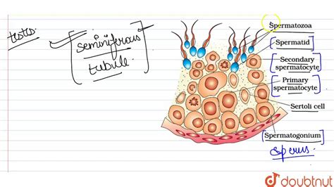 A Draw A Diagrammatic Sectional View Of A Seminiferous Tubule