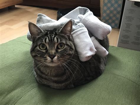 Socks On Cat Rstuffoncats