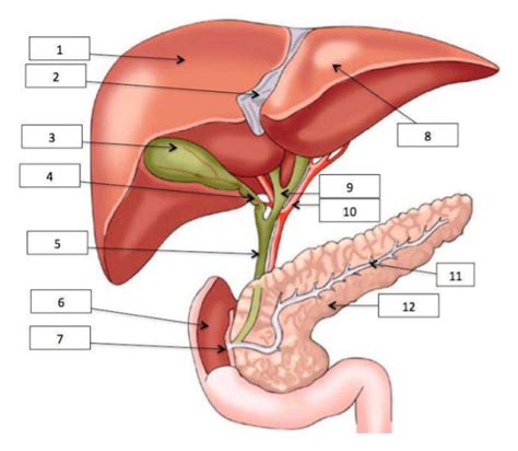 Foie Et Pancr As Diagram Quizlet