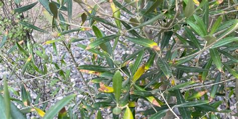 5 Reasons Your Olive Tree Leaves Are Turning Yellow