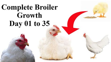 Complete Process Of Broiler Chicken Growth From Day 1 To Day 35