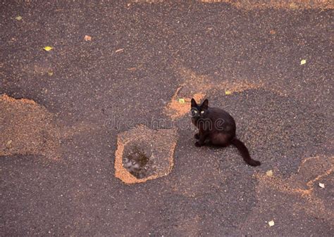 Gato Preto Olhos Verdes Sentado No Asfalto Molhado Um Gatinho Na