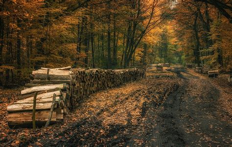 Brown Trees Landscape Nature Fall Forest Hd Wallpaper Wallpaper Flare