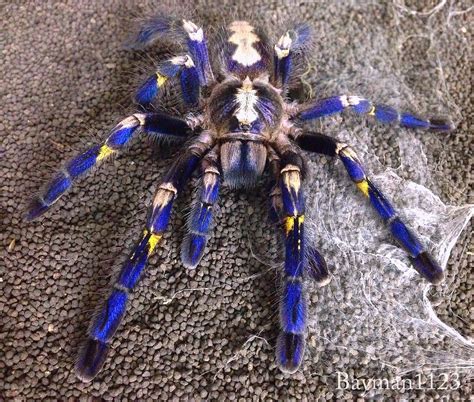 Poecilotheria metallica | Scientific name : Poecilotheria me… | Flickr