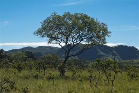 Raio X Mapeamento Inédito Mostra Uso E Cobertura Do Cerrado Cerrado