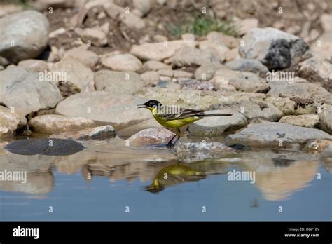 Black Headed Wagtail Hi Res Stock Photography And Images Alamy