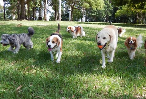 dog park   tidewater