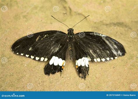 Black Butterfly With White Dots Stock Image Image Of Closeup Lepidoptera 207316849