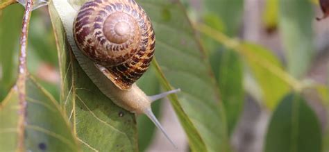 Cómo cocer caracoles Guía paso a paso y consejos prácticos