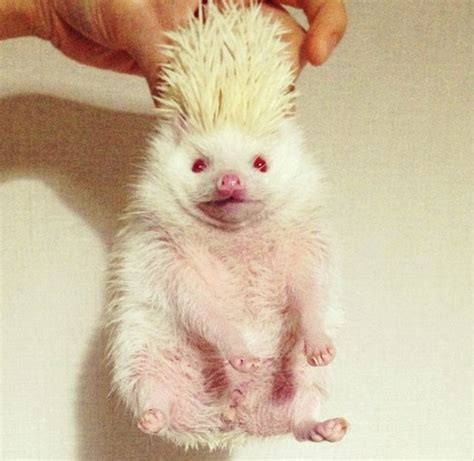 Meet Japan’s adorable albino hedgehog