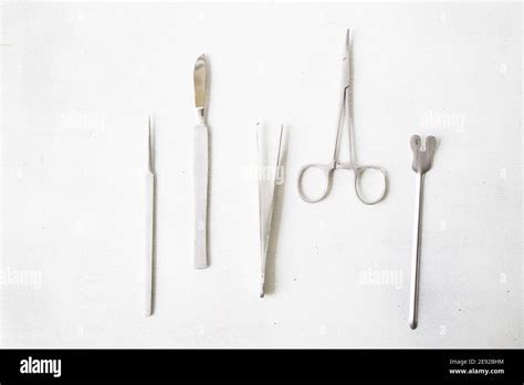 Dissecting Forceps Hi Res Stock Photography And Images Alamy