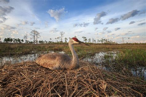 Enjoy These Gorgeous Bird Pics—hey Its Good For Conservation Audubon