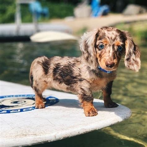 Miniature Longhaired Dachshund Puppies For Sale Near Me Akc Miniature