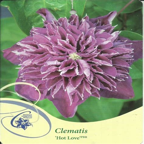 Clematis HOT LOVE Powojnik wielkokwiatowy Cena Opinie Rośliny pnące Allegro