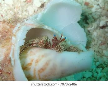 712 Broken Conch Shell Royalty-Free Images, Stock Photos & Pictures | Shutterstock