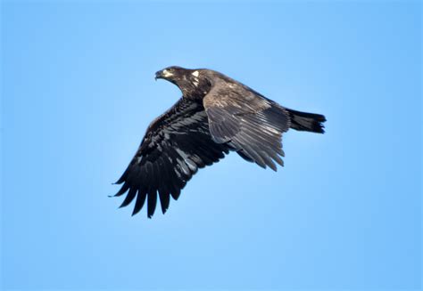 Soaring Juvenile Bald Eagle Angela Cole Flickr