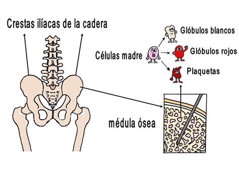 Conoce La Funci N De La M Dula Sea En El Siguiente Post