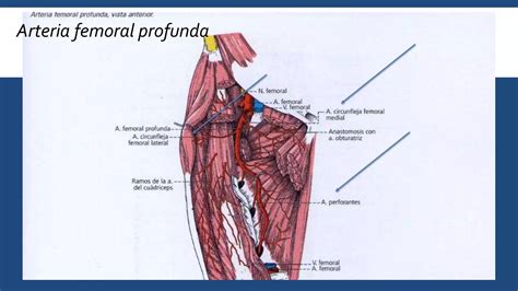 Arterias Del Miembro Inferior Ppt Descarga Gratuita