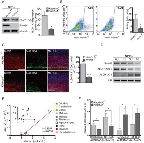 Figures And Data In Sam68 Promotes Self Renewal And Glycolytic