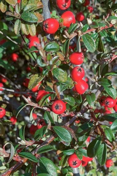 Cotoneaster Horizontalis Buy Seeds At Rarepalmseeds