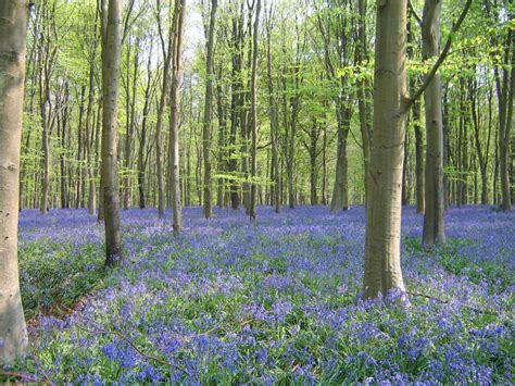 Los ocho bosques más espectaculares del mundo SDL Investigación y